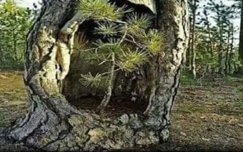 Previous Post Image